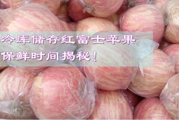 冷庫儲(chǔ)存紅富士蘋果，保鮮時(shí)間揭秘!
