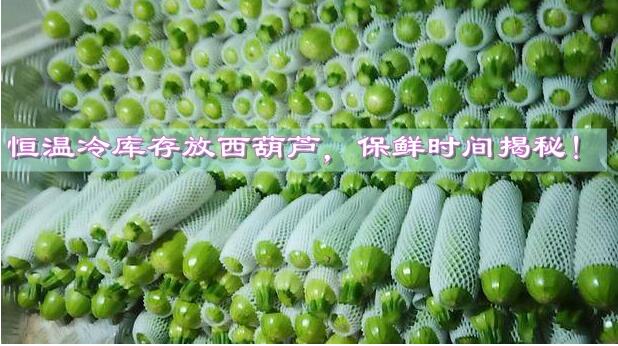 恒溫冷庫存放西葫蘆，保鮮時(shí)間揭秘!