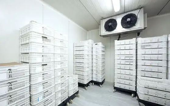 20平海鮮冷凍造價要多少？_開冉制冷