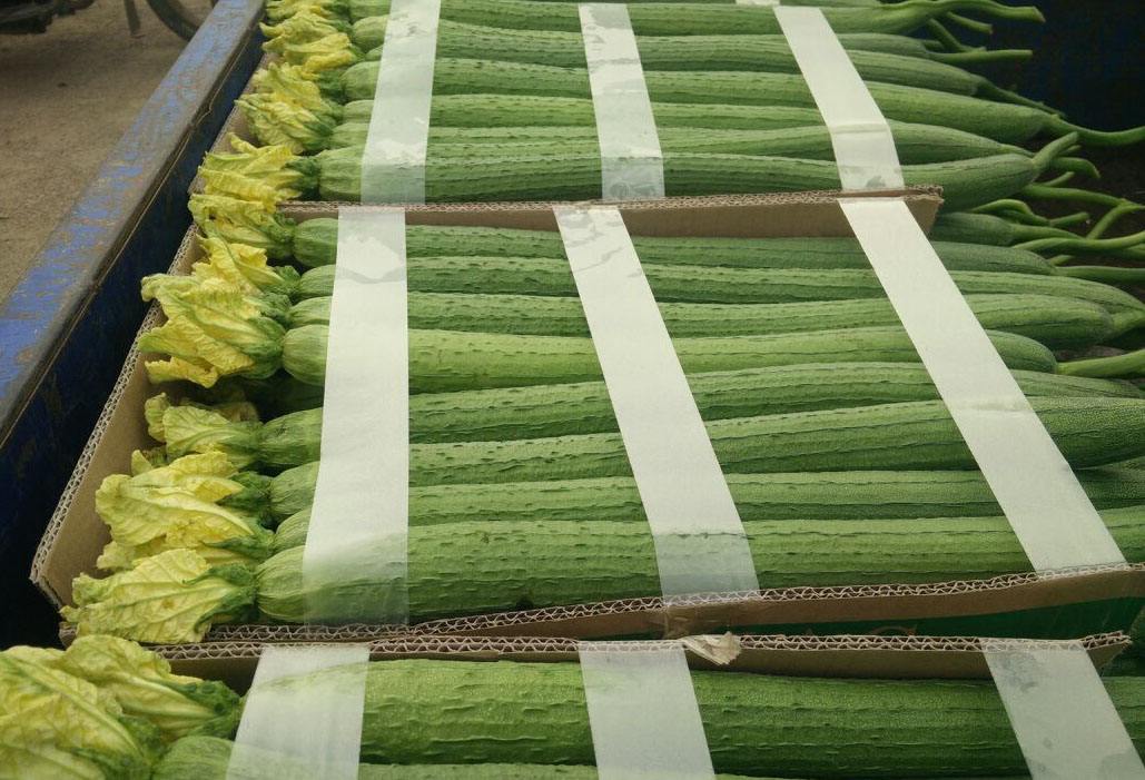 500噸絲瓜冷庫 500噸絲瓜冷庫