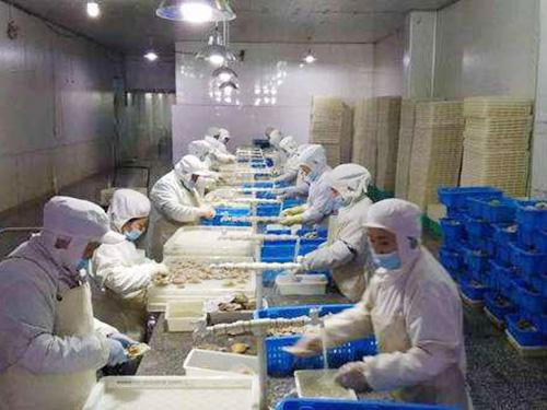 500噸魚(yú)類冷凍庫(kù)