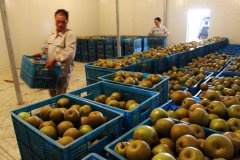 5000噸香梨保鮮冷庫安裝大概投資多少錢？