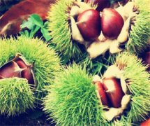 建造存放5000噸冷庫(kù)工程造價(jià)多少錢(qián)，板栗溫度要求多少