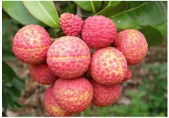 廣東500㎡荔枝氣調(diào)庫建造成本預算多少錢一平米