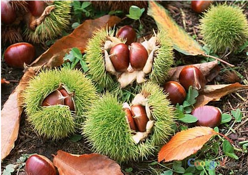 板栗冷庫儲存，羅田板栗保鮮庫安裝