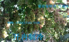 建造一個(gè)葡萄、獼猴桃、檸檬保鮮冷庫(kù)多少錢