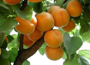 水果保鮮冷庫(kù)