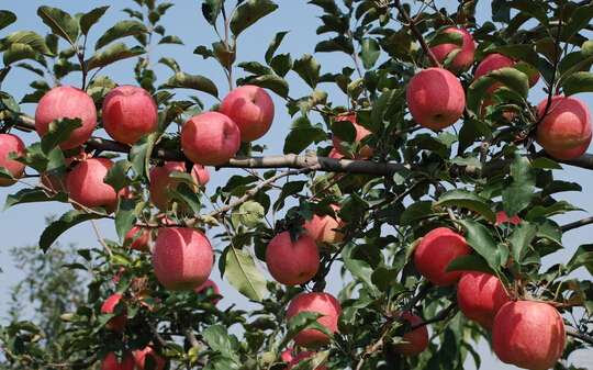 2000噸蘋(píng)果冷藏庫(kù)設(shè)計(jì)