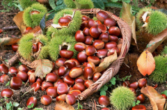 想建板栗冷庫(kù)，100噸板栗冷藏庫(kù)價(jià)格多少