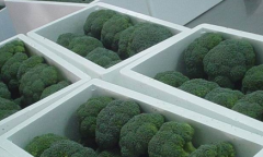 200噸西蘭花保鮮庫建造，西蘭花冷庫存儲多久