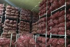 洋蔥冷藏庫安裝設計及造價，洋蔥保鮮期